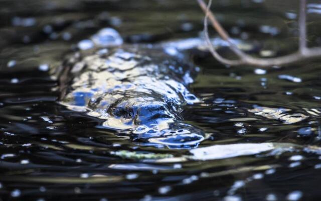 Cradle Gateway Chalets