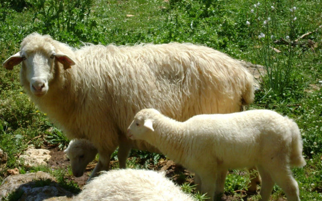 Matxani Gran Agroturismo
