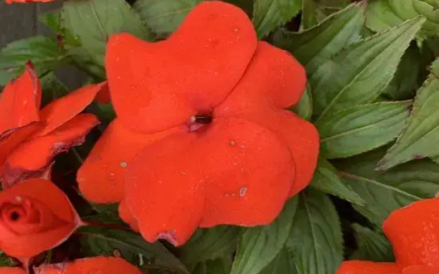 Shenzhen Hua Zhu Xiao Yuan HomestaShenzhen Sha Yu Yong Hua Zhu Xiao Yuan Homesta