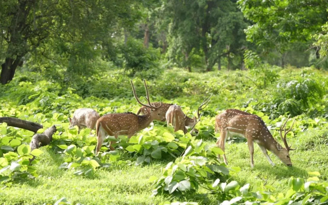 Wild Tusker Masinagudi by LexStays