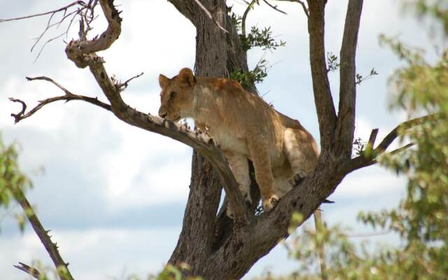 Mara Intrepids Tented Camp