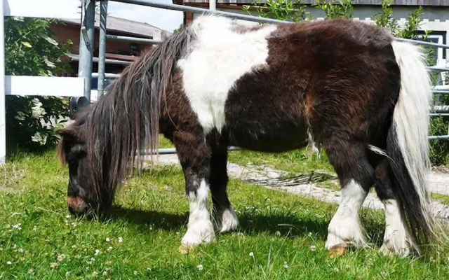 Ponyhof Naeve am Wittensee
