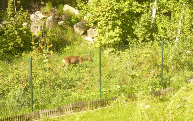 Wynajem Pokoi Willa Pod Lasem