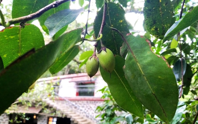 Wildernest