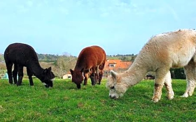3 Alpacas