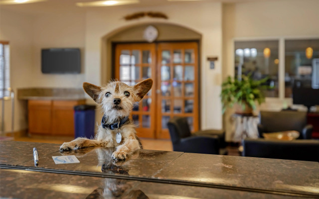 Best Western Firestone Inn & Suites