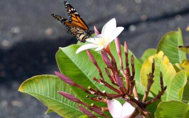 Casa Mariposa