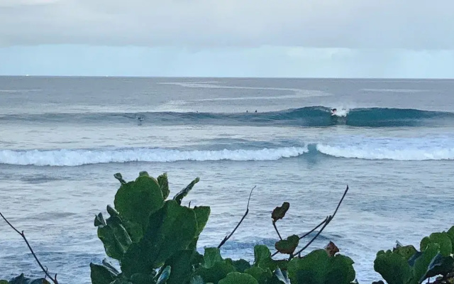 Banyan Tree - Kona Beach Properties