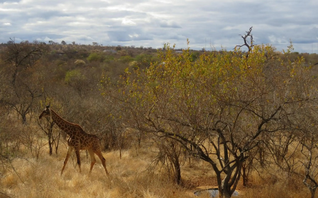 Wild Dog Guest Lodge