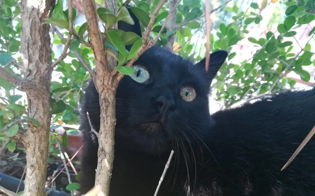 B&B Villa Cinque Pini