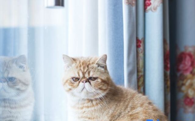 Xinmu Lanlian Boutique Hotel