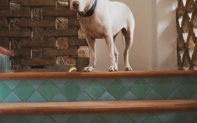 Sayulita Central Hotel