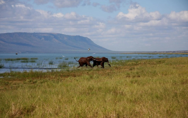 Africamps at White Elephant Safaris