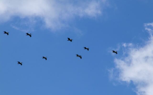 Villas Cabuya Beach & Forest