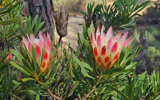 Vrede Self Catering