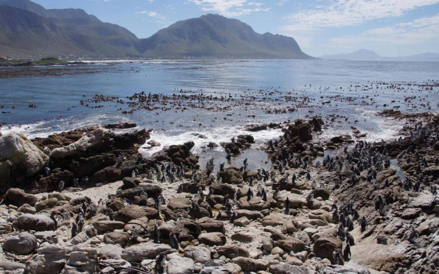 Van den Bergs Guesthouse B&B