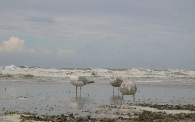 Mallard Modern Retreat