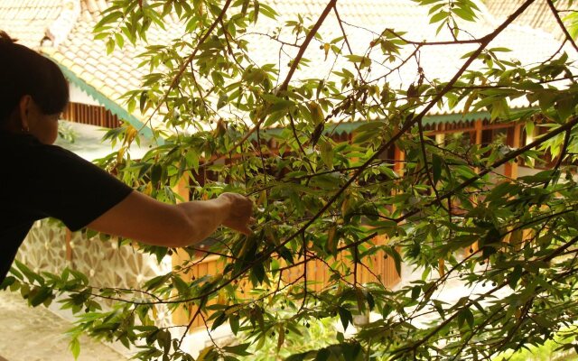 Mettaloka Guest House and Art Space