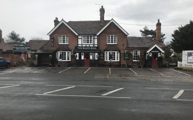 Black bull