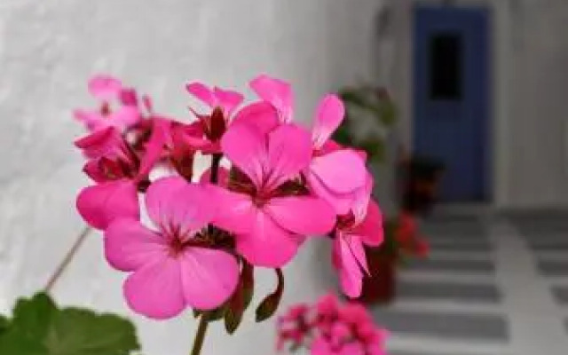 Mastiha House