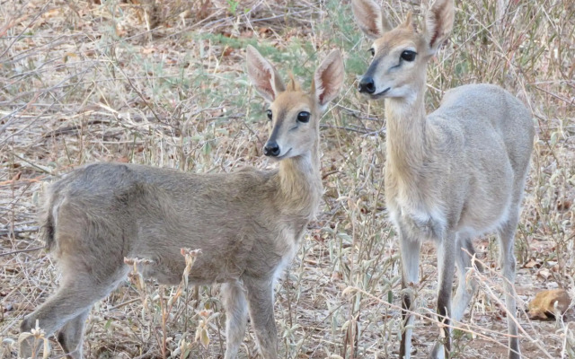 Wild Dog Guest Lodge