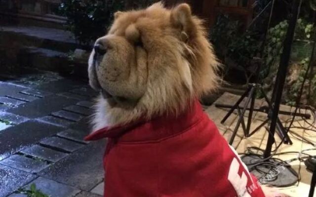 丽江拾壹家房客客栈