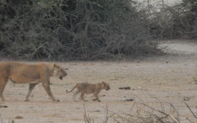 Thobolo's Bush Lodge