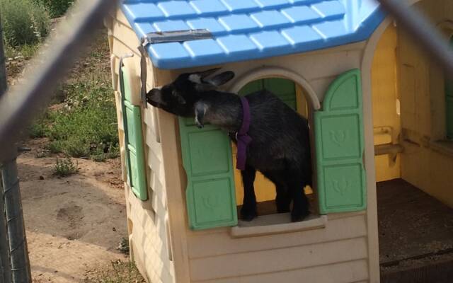 Wild Rose Manor Bed and Breakfast