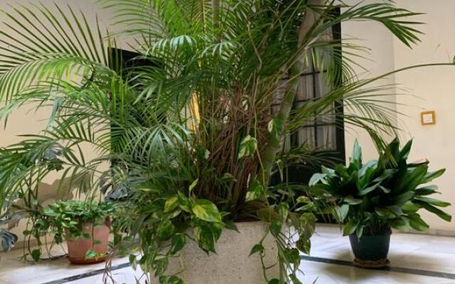 Sibilina House centro Jerez