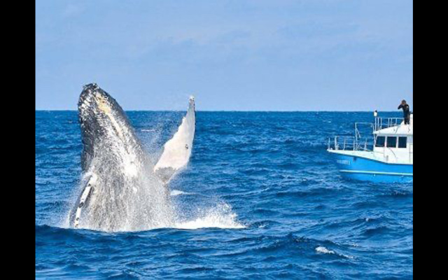 ZeroGravity Seisui VILLA