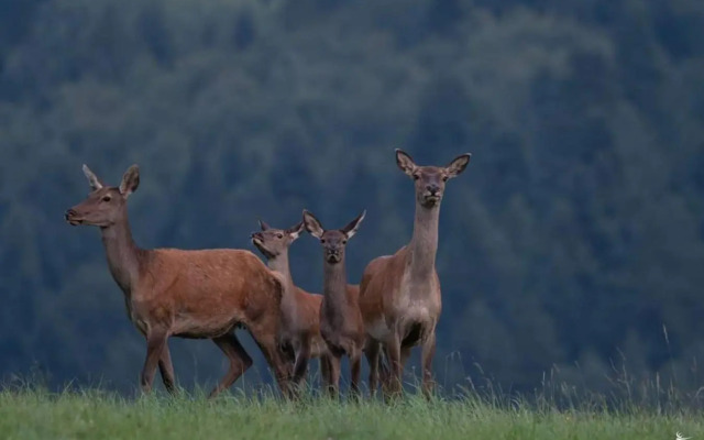 Zawoja dom, sauna i bania do wynajęcia - Ruda Przystań