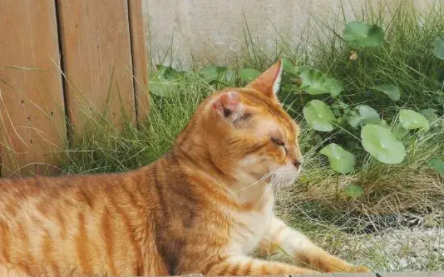 Shanghai   Dawuli Cat Garden Hotel
