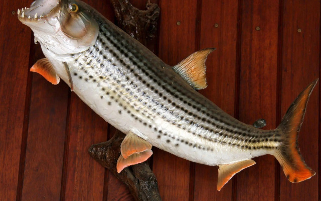 Shayamoya Tiger Fishing and Game Lodge