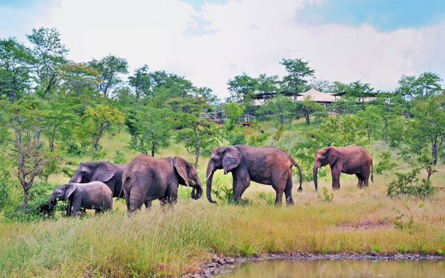 The Elephant Camp