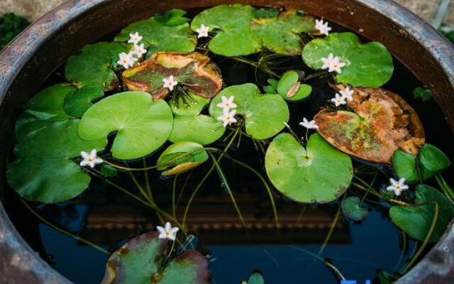Xiamen Gulangyu Island Lilac Garden Guesthouse