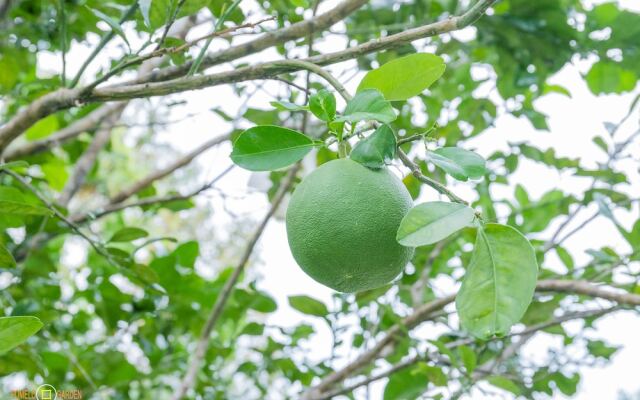 Phu Quoc Pomelo Garden
