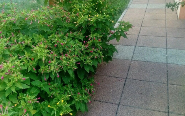 Apartment With one Bedroom Mendula Apartments