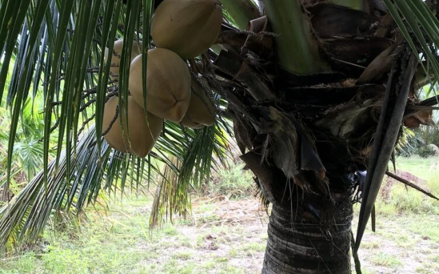 Sweet Spot Stay - Tikis and Treetops