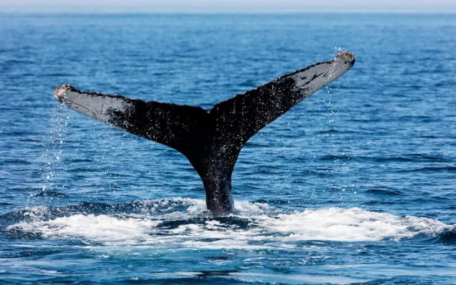 Amazing Ocean View Studios IN Cabo SAN Lucas