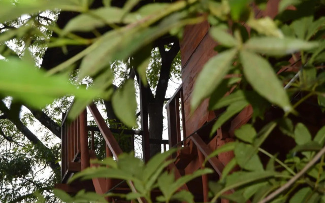 Dambulla Tree House