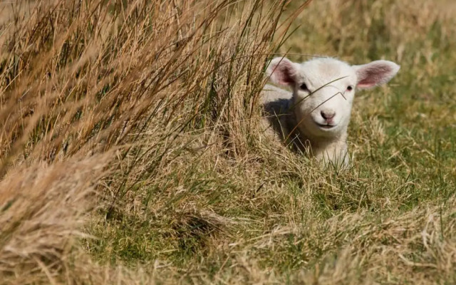 Schatz Comfortable Holiday Residence