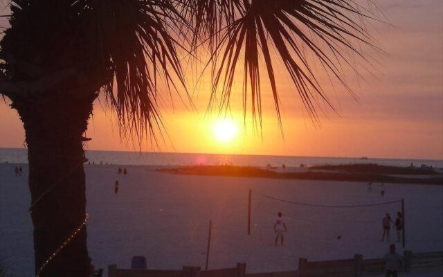 Beach Palms