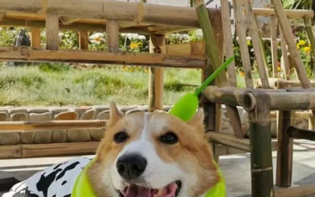 Tonglu Li Family Courtyard Slow Living Homestay