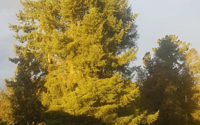 Terra Newen Pucon Family Suites