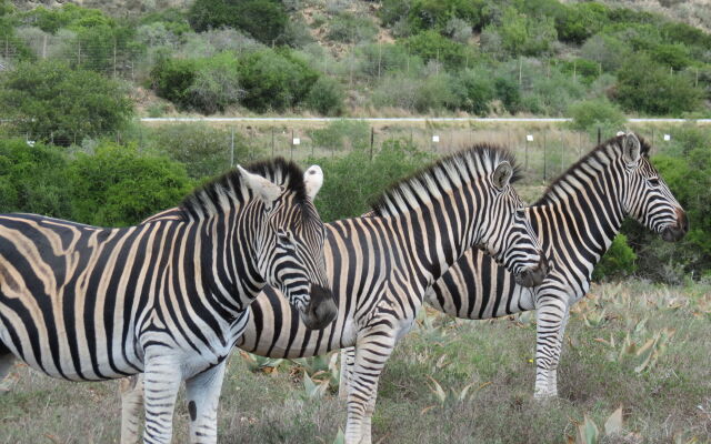 Kudu Ridge Game Lodge