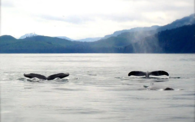 Wild Alaska Inn