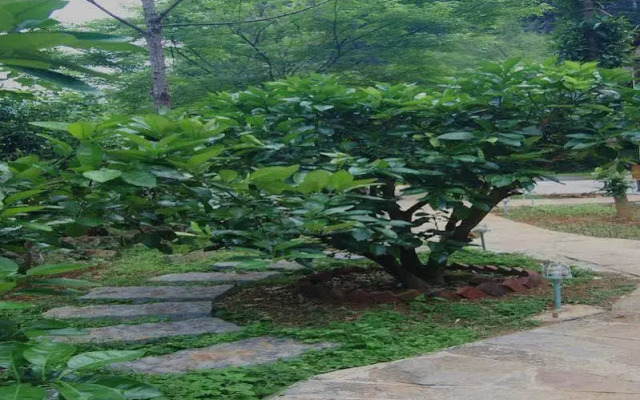 Akkub quiet garden