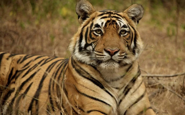 Hotel Yuvraj - Kothi Rao