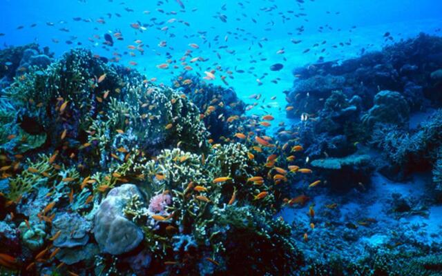 Bohol Lahoy Dive Resort