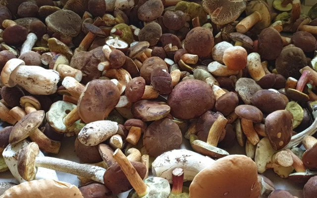 Apartmán SKI Plešivec